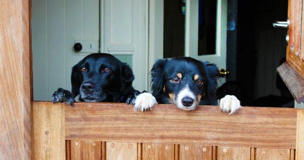 Multi Dog Holiday Cottages